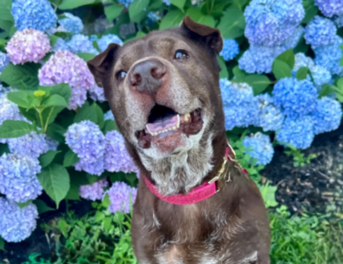 a customer photo of a brown dog sitting in front of blue hydrangeas
