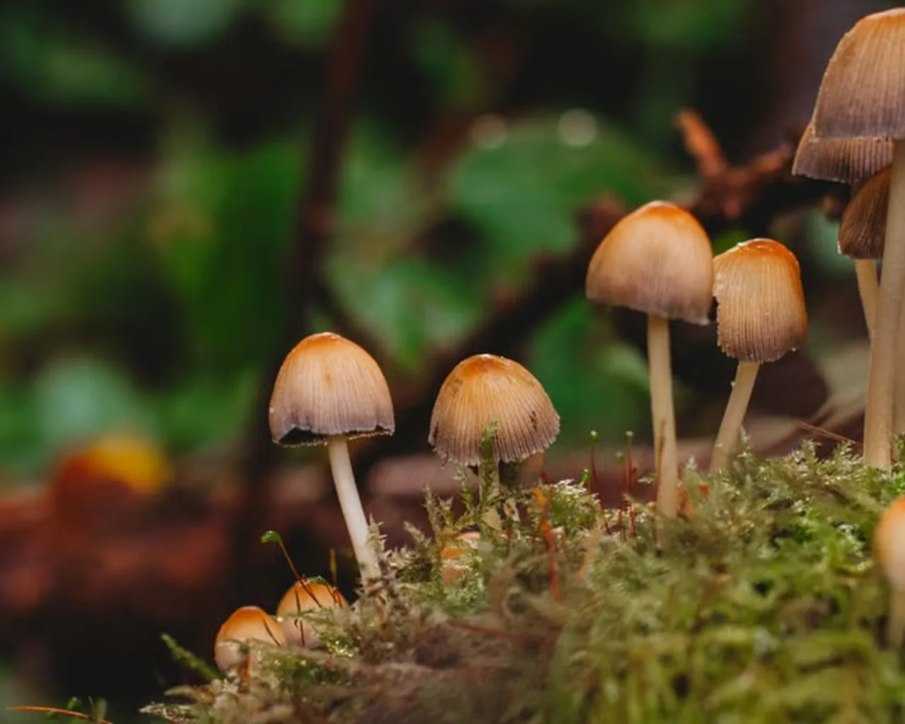 the original photo the woodland mushrooms kit was made from